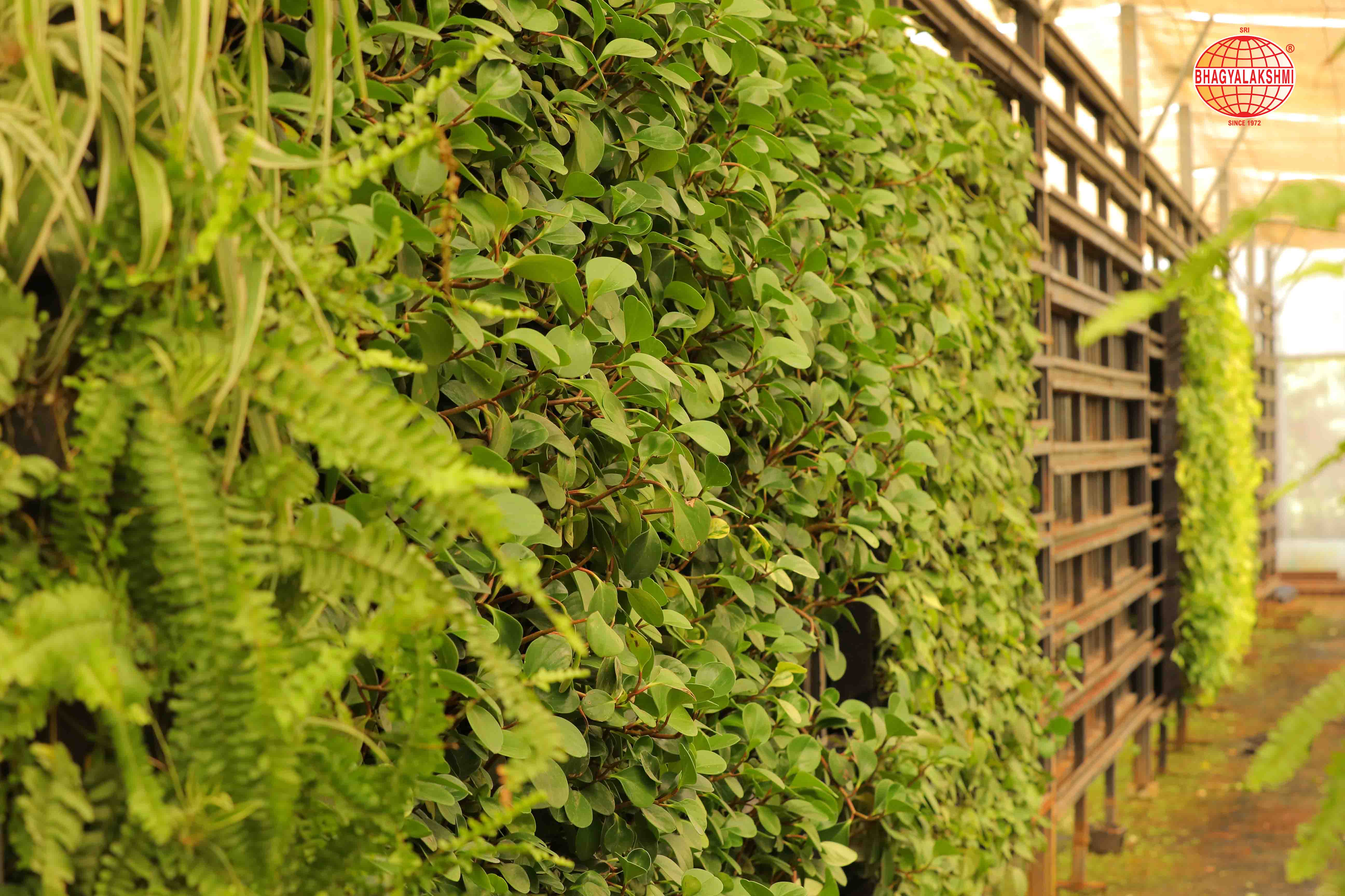 Sbl Farms Green walls and Living walls, Vertical Garden, Bio Curtains